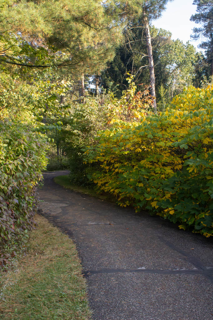 Landscape 5
