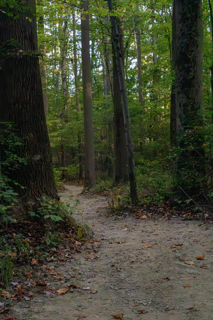 Landscape 9