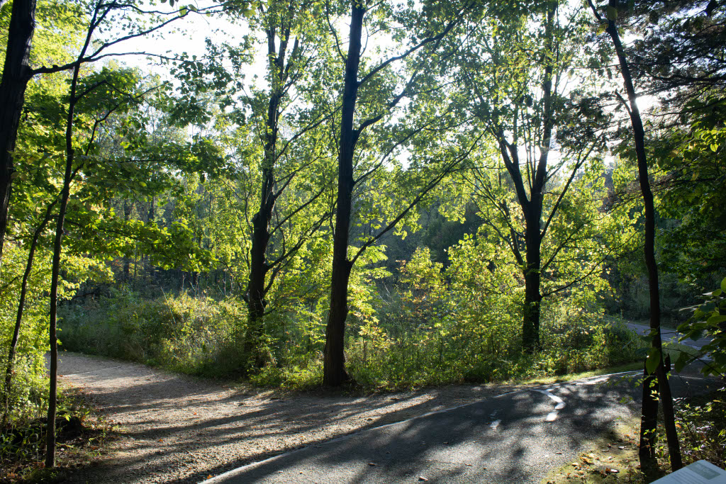Landscape 6