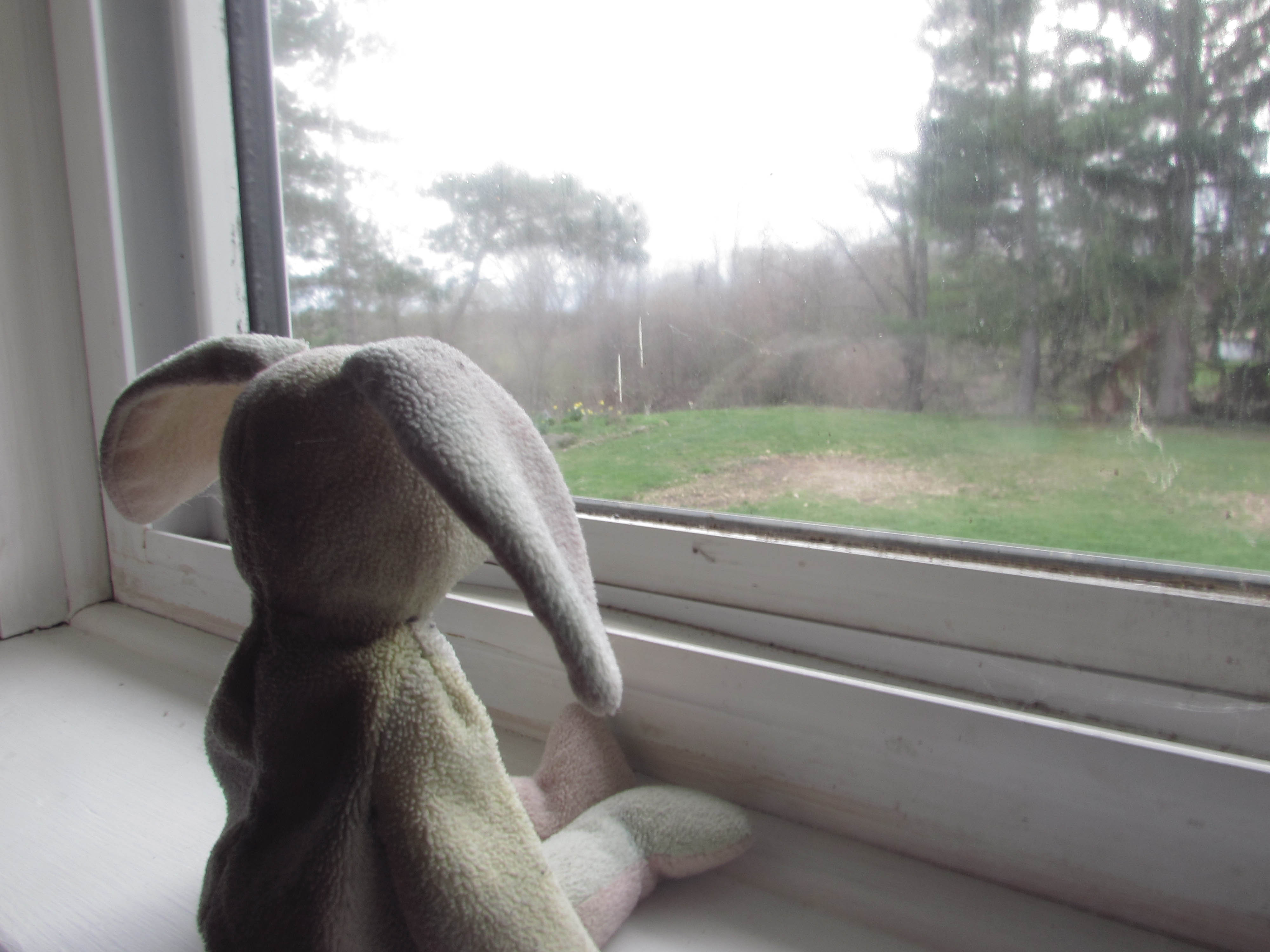 Rabbit10