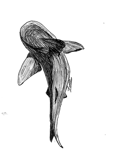 shark